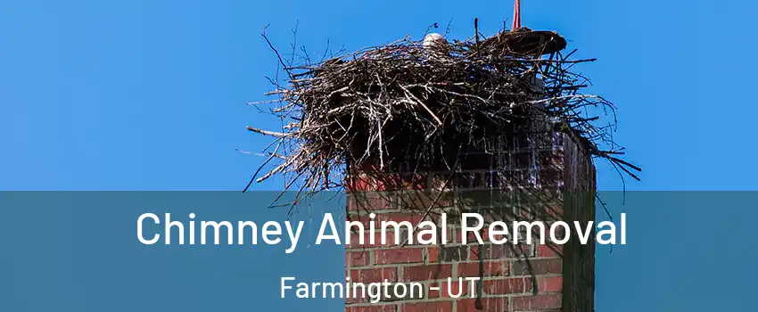  Chimney Animal Removal Farmington - UT