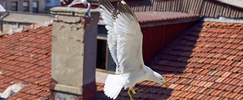 Residential Chimney Animal Removal Solution in Farmington, UT