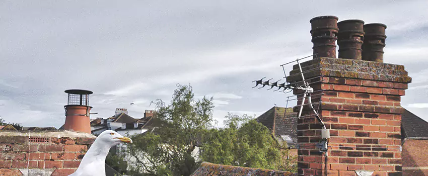 Chimney Cleaning And Restoration in Farmington, Utah